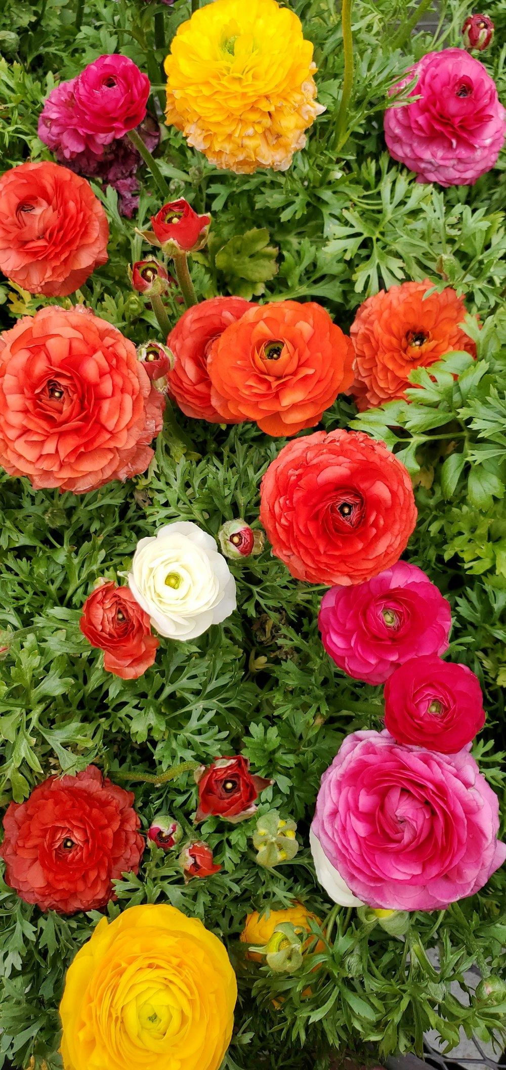 rosas rojas con pétalos blancos