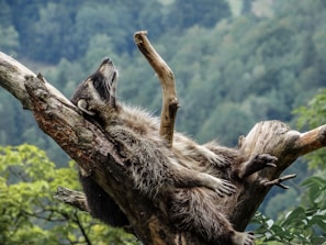 brown and black animal on brown tree branch during daytime