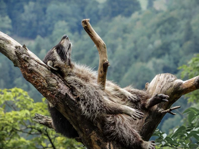 brown and black animal on brown tree branch during daytime