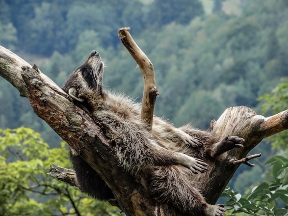 brown and black animal on brown tree branch during daytime