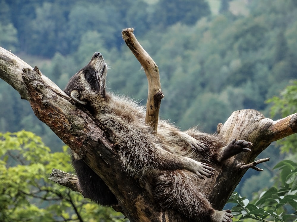 animal brun et noir sur une branche d’arbre brune pendant la journée