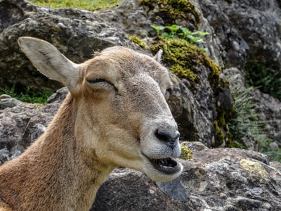 brown deer on gray rock