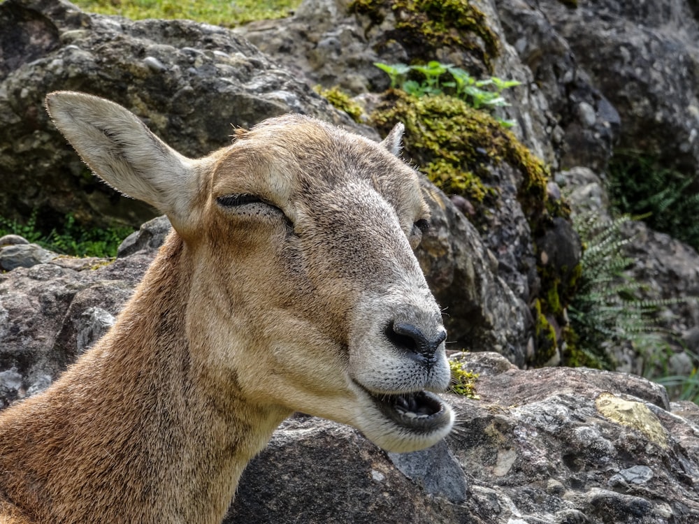 brown deer on gray rock