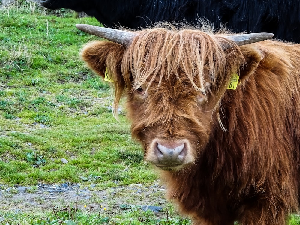 brown cow on green grass field during daytime