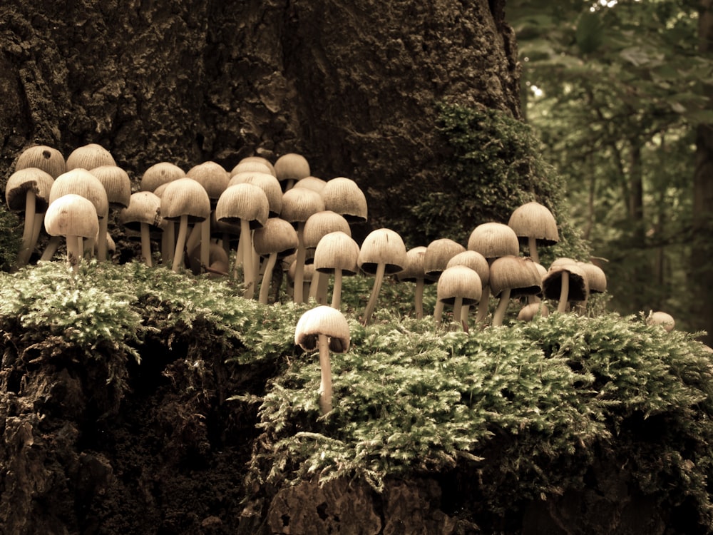 brown mushrooms on green moss