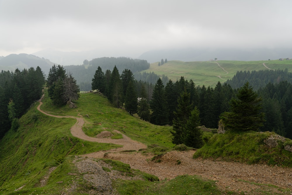 green pine trees on green grass field during daytime