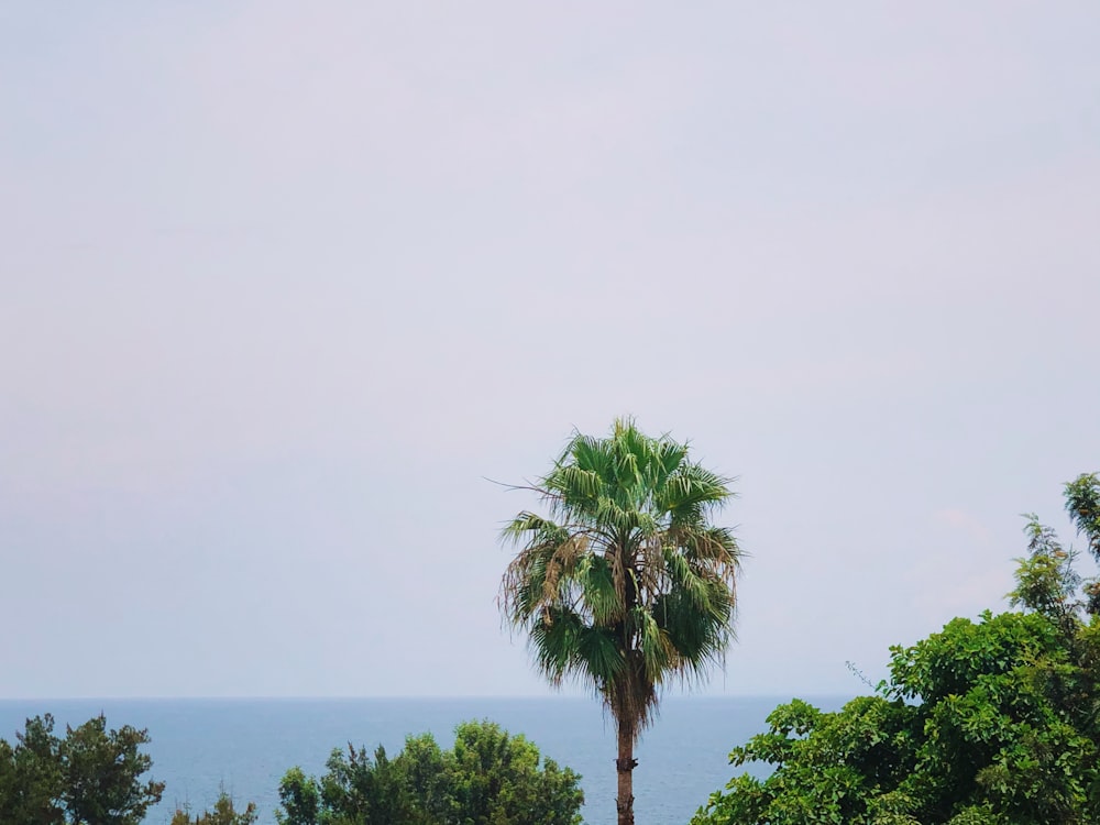 Palmier vert près du plan d’eau pendant la journée