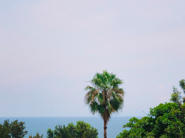 A palm tree in the Democratic Republic of Congo