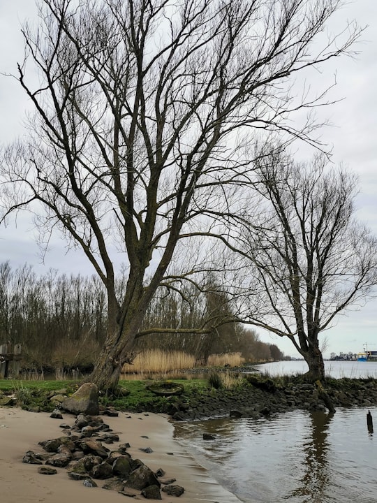 leafless tree near body of water during daytime in Ridderkerk Netherlands