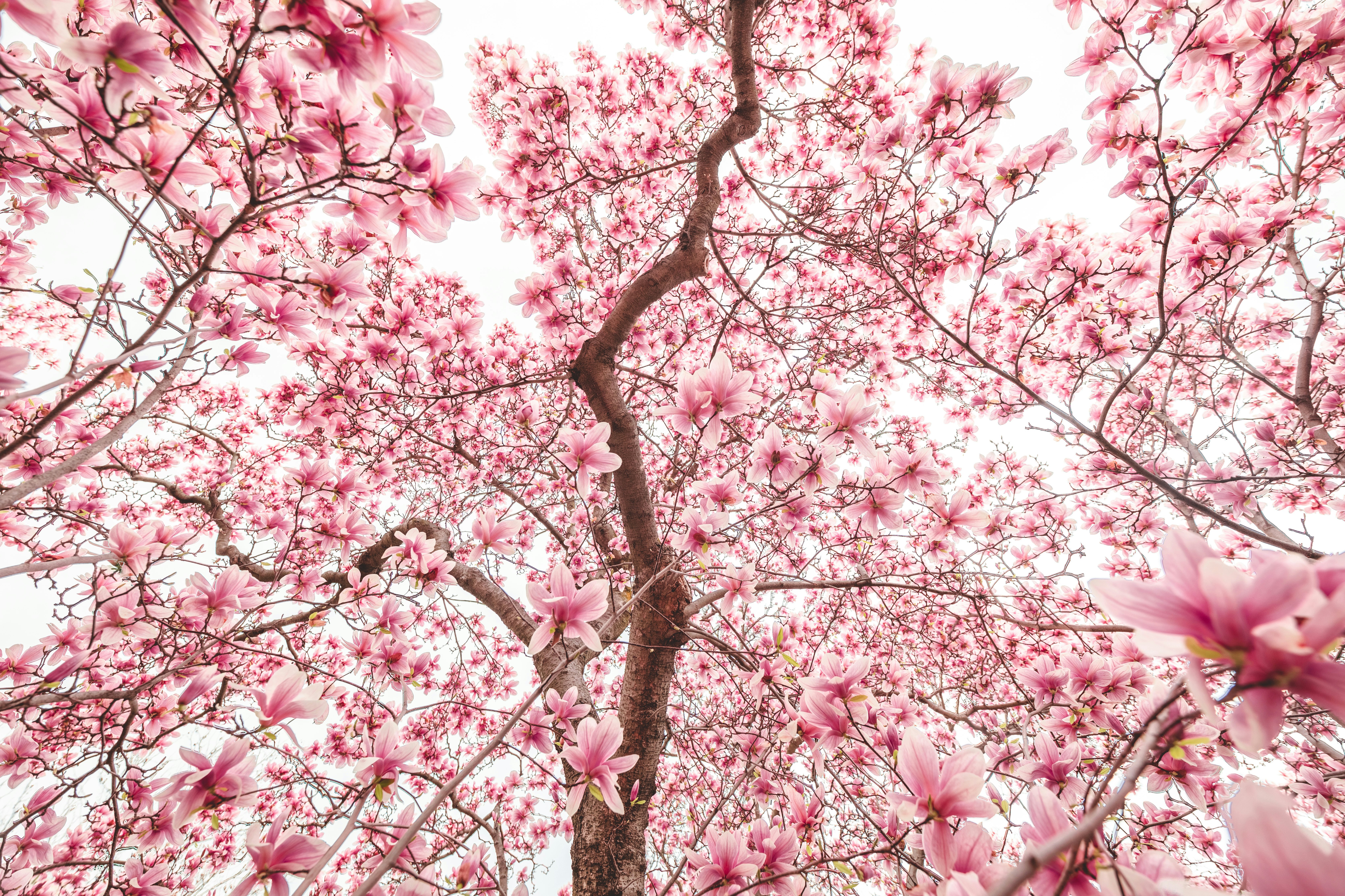 pink cherry blossom tree during daytime