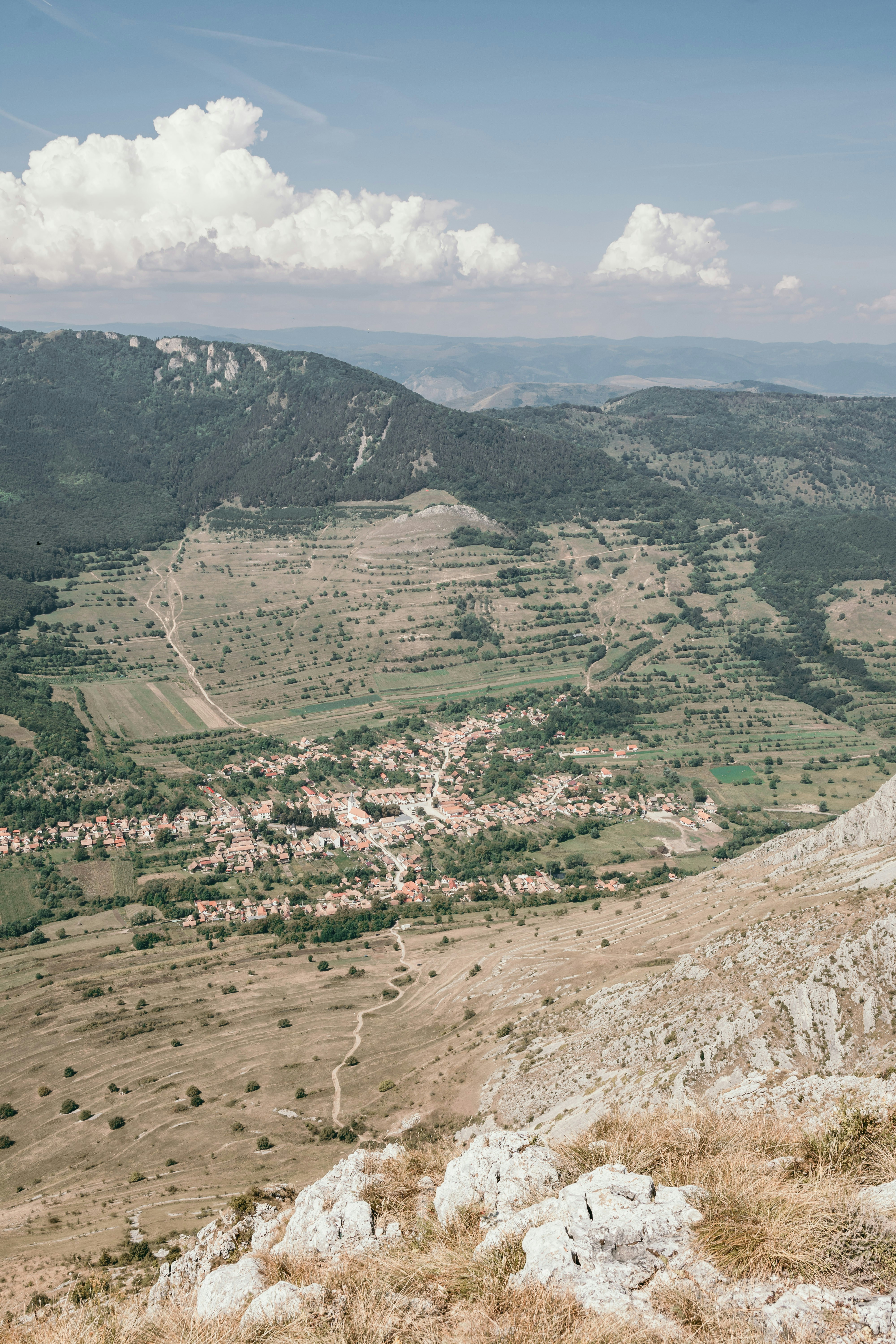arbres verts sur champ brun pendant la journée