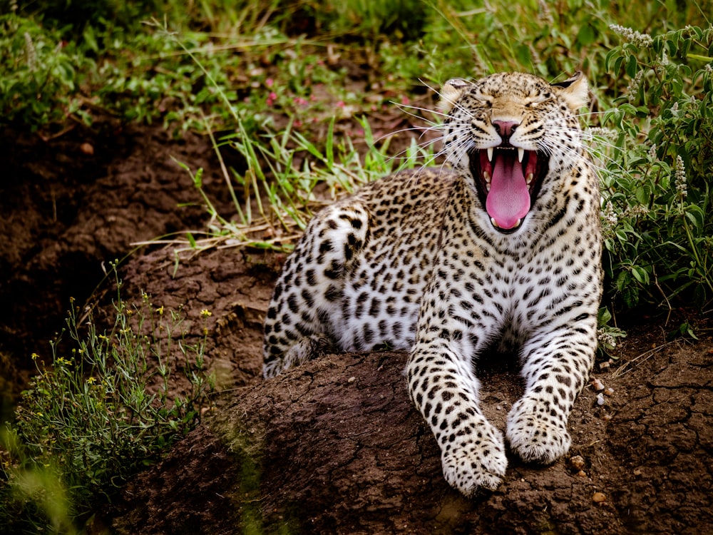 leopard on green grass during daytime