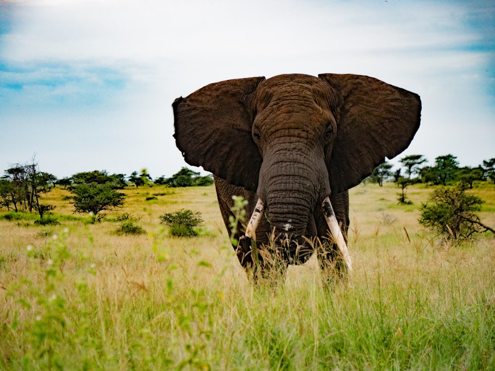 elephant on green grass field under blue sky during daytime