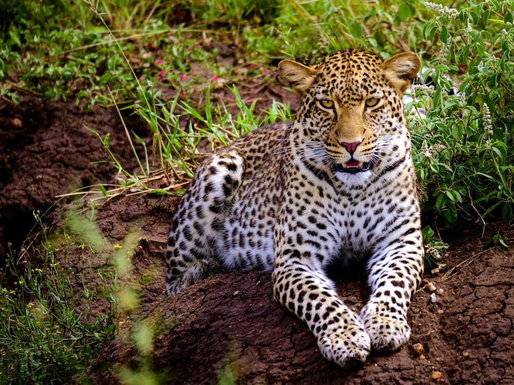 leopard on brown tree trunk