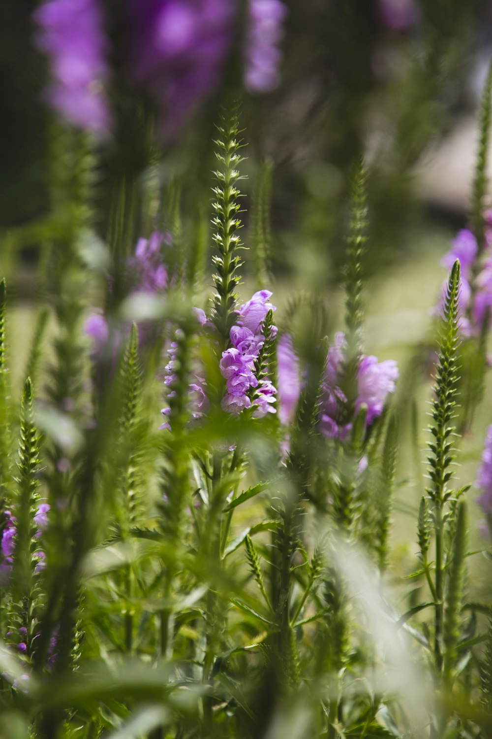 purple flower in tilt shift lens