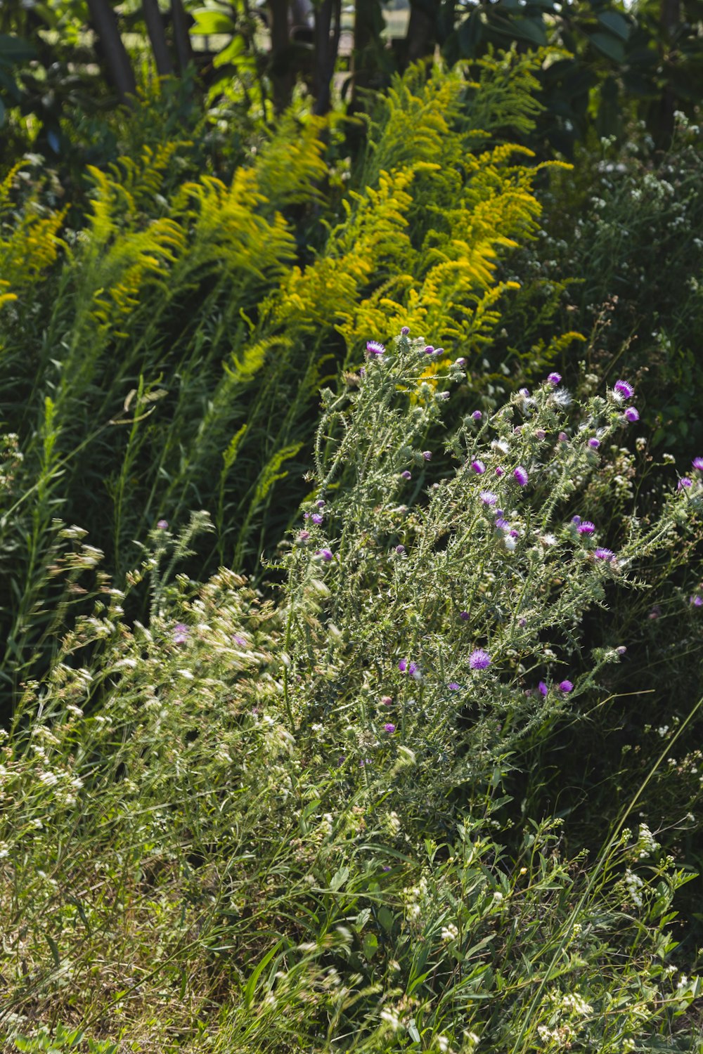 purple flowers on green grass field during daytime