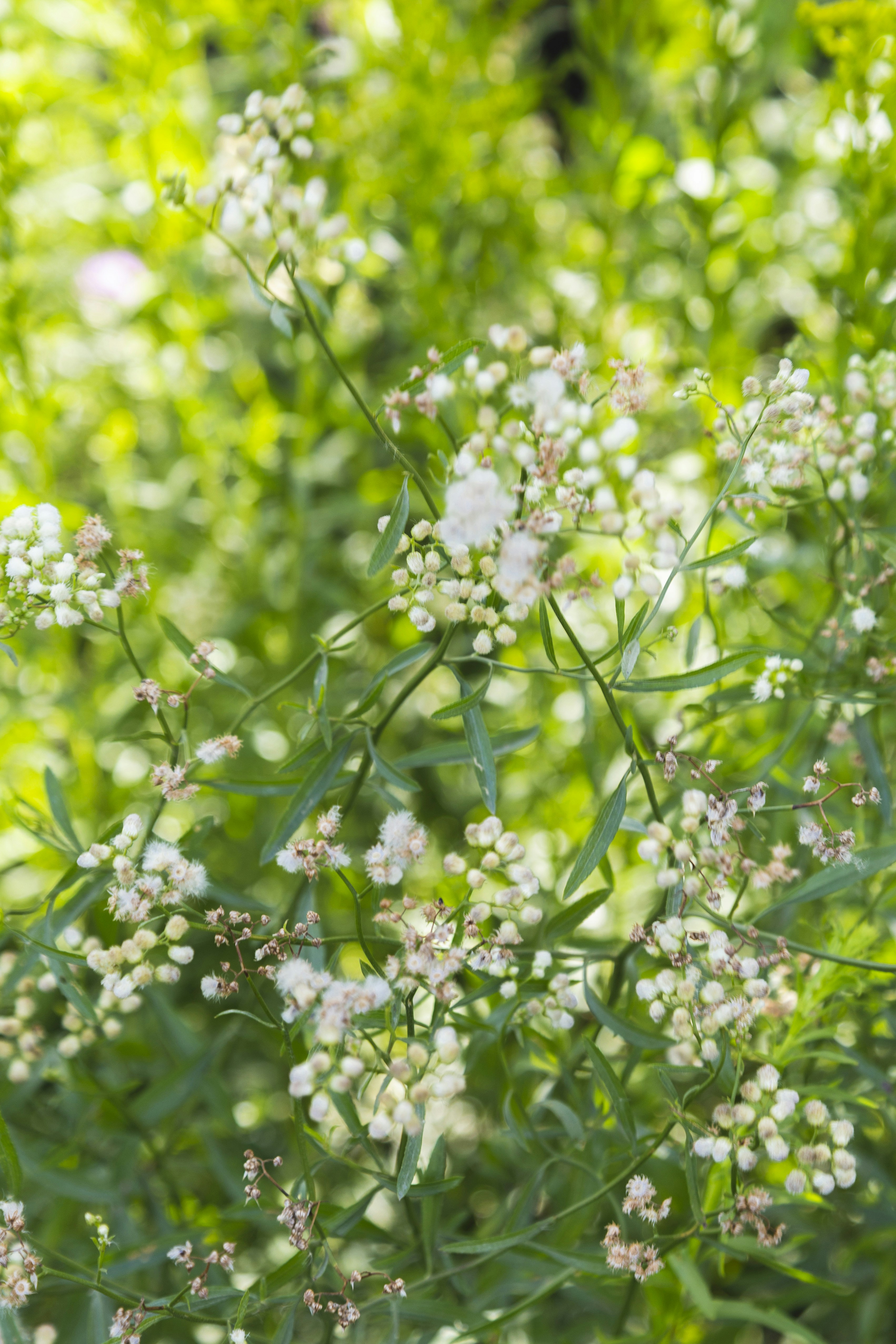 fiori bianchi con foglie verdi