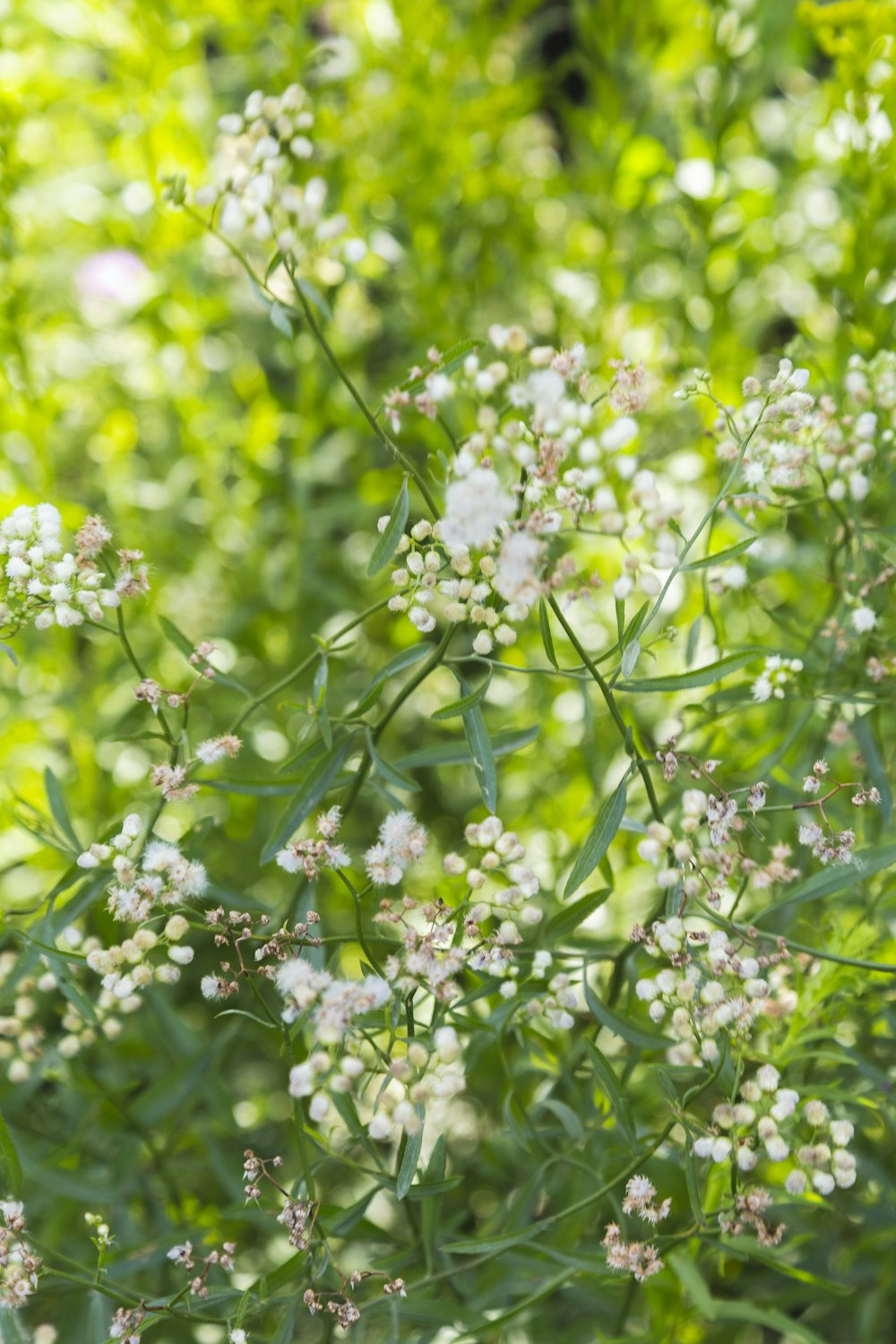 white flowers with green leaves