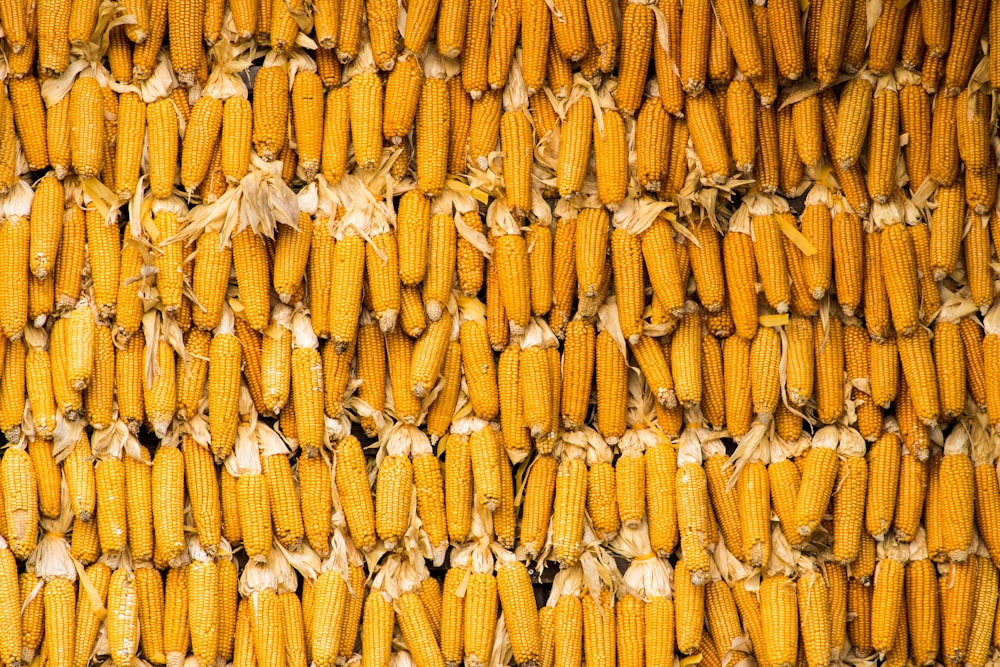 yellow corn lot on white ceramic plate