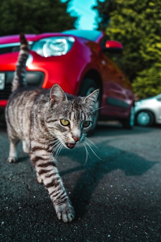 silver tabby cat on gray asphalt road