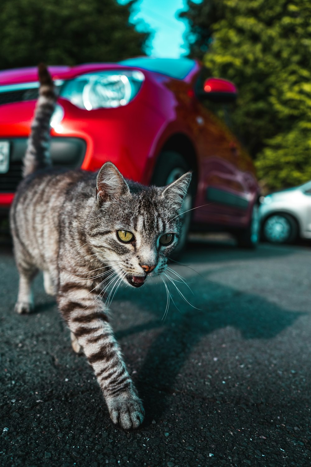 gato atigrado plateado en carretera asfaltada gris