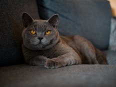 russian blue cat lying on brown textile