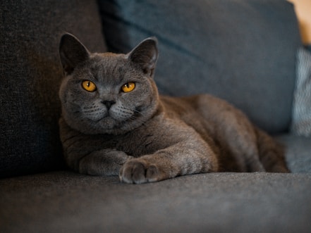 russian blue cat lying on brown textile