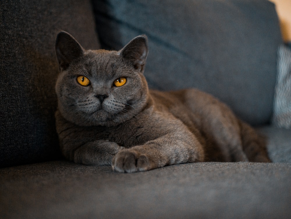 Russisch-blaue Katze liegt auf braunem Textil