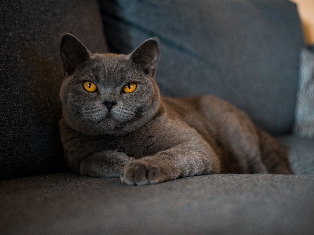 russian blue cat lying on brown textile