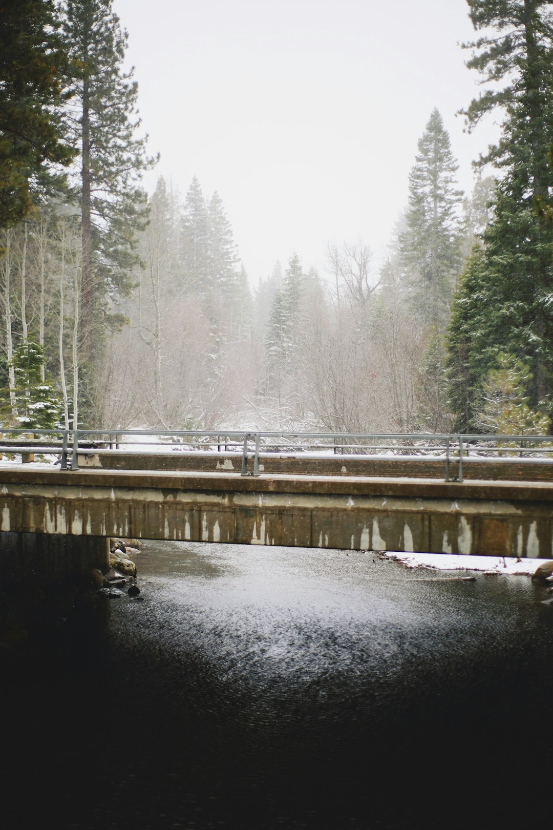 river between trees during daytime