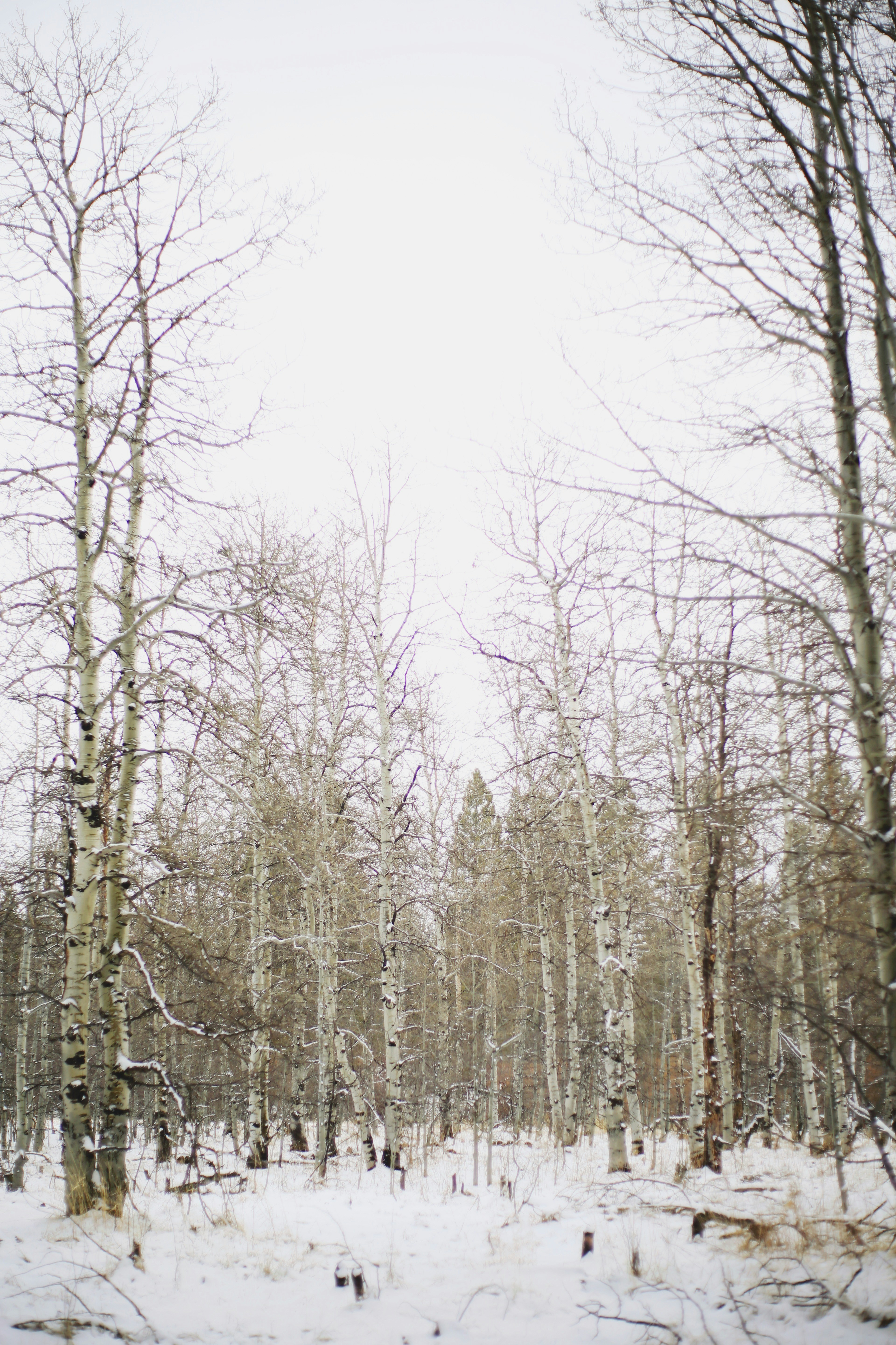 Photo by giorgiotrovato