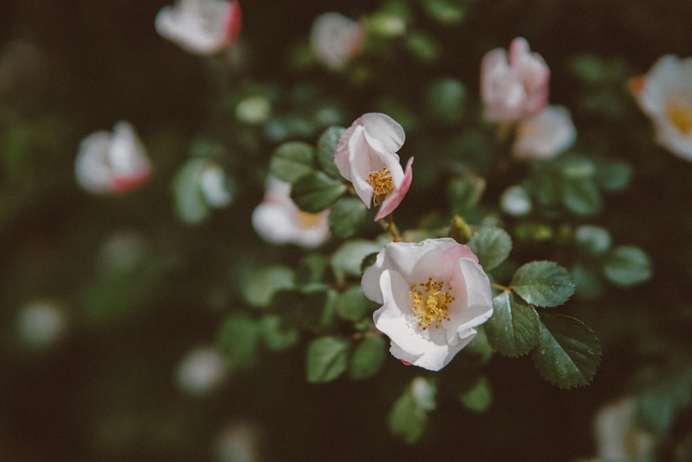 white and pink flower in tilt shift lens