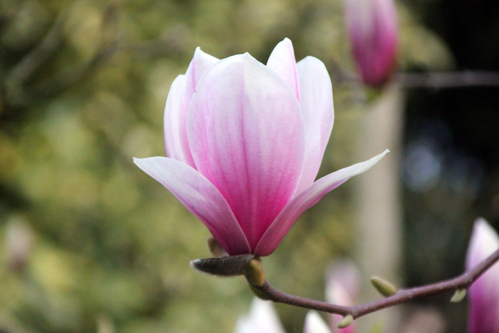 fiore rosa in lente tilt shift