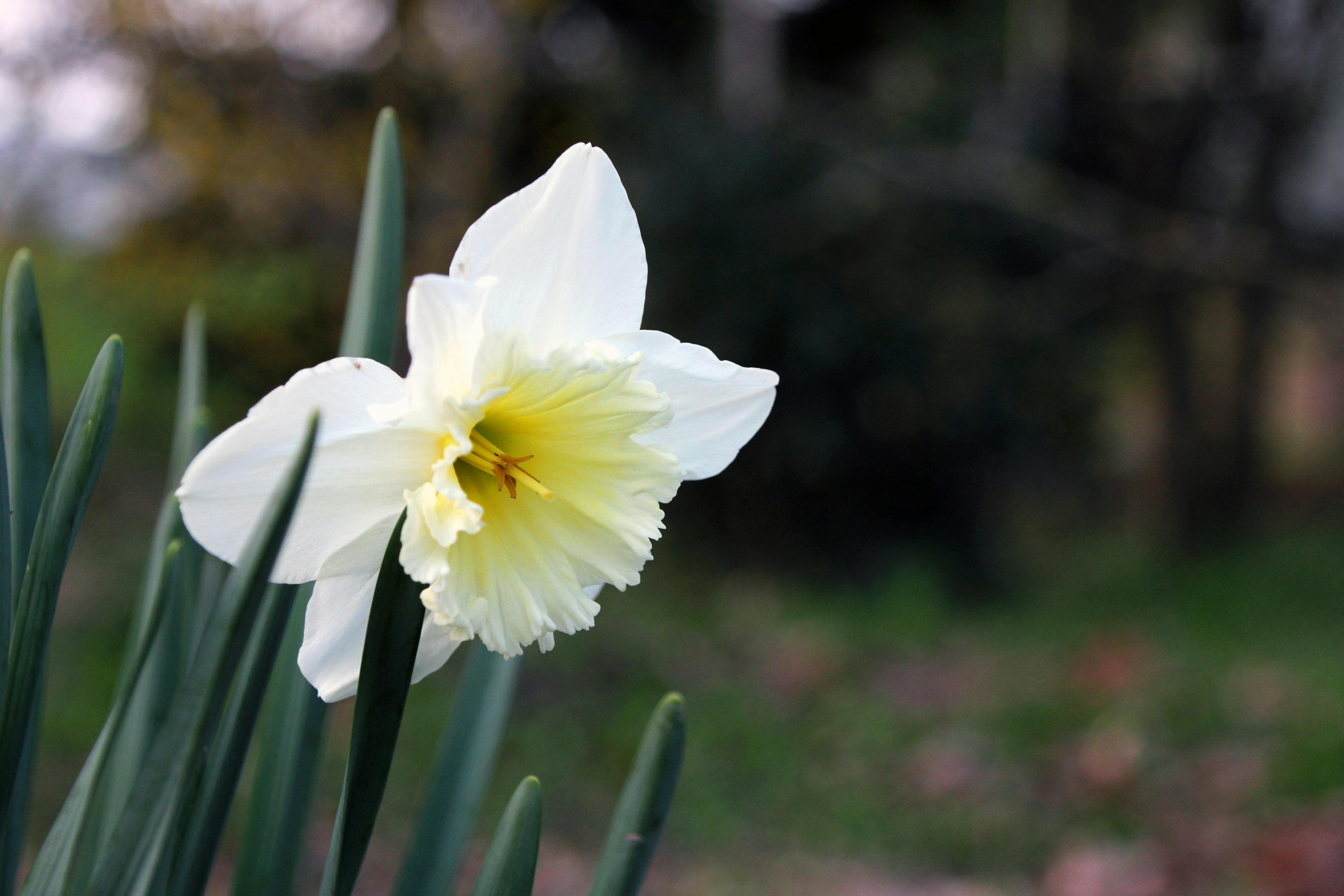 Photo by giacomocarra