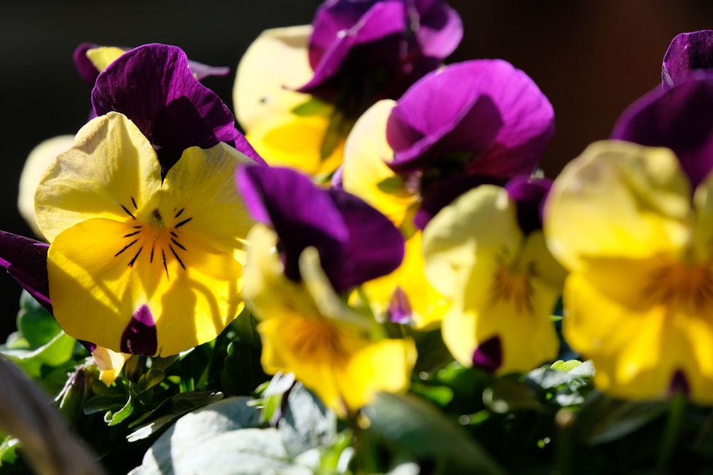yellow and purple flower in tilt shift lens