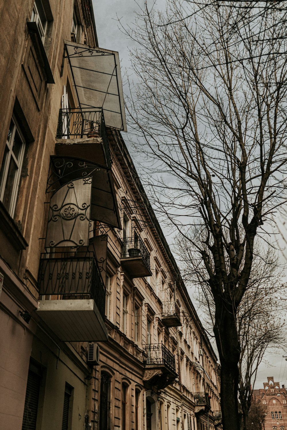 bare tree in front of brown concrete building