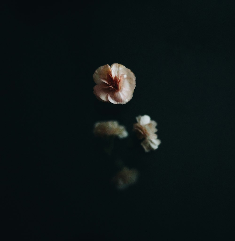 white flower in black background