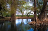 green trees beside river during daytime