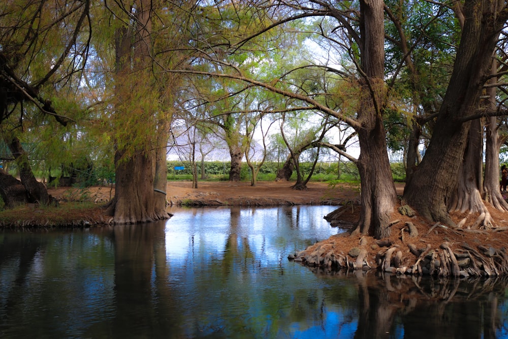 Árboles verdes junto al río durante el día