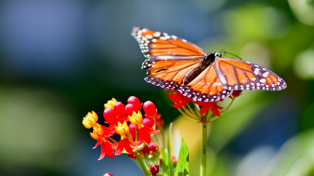 monarch butterfly perched on yellow and red flower in close up photography during daytime