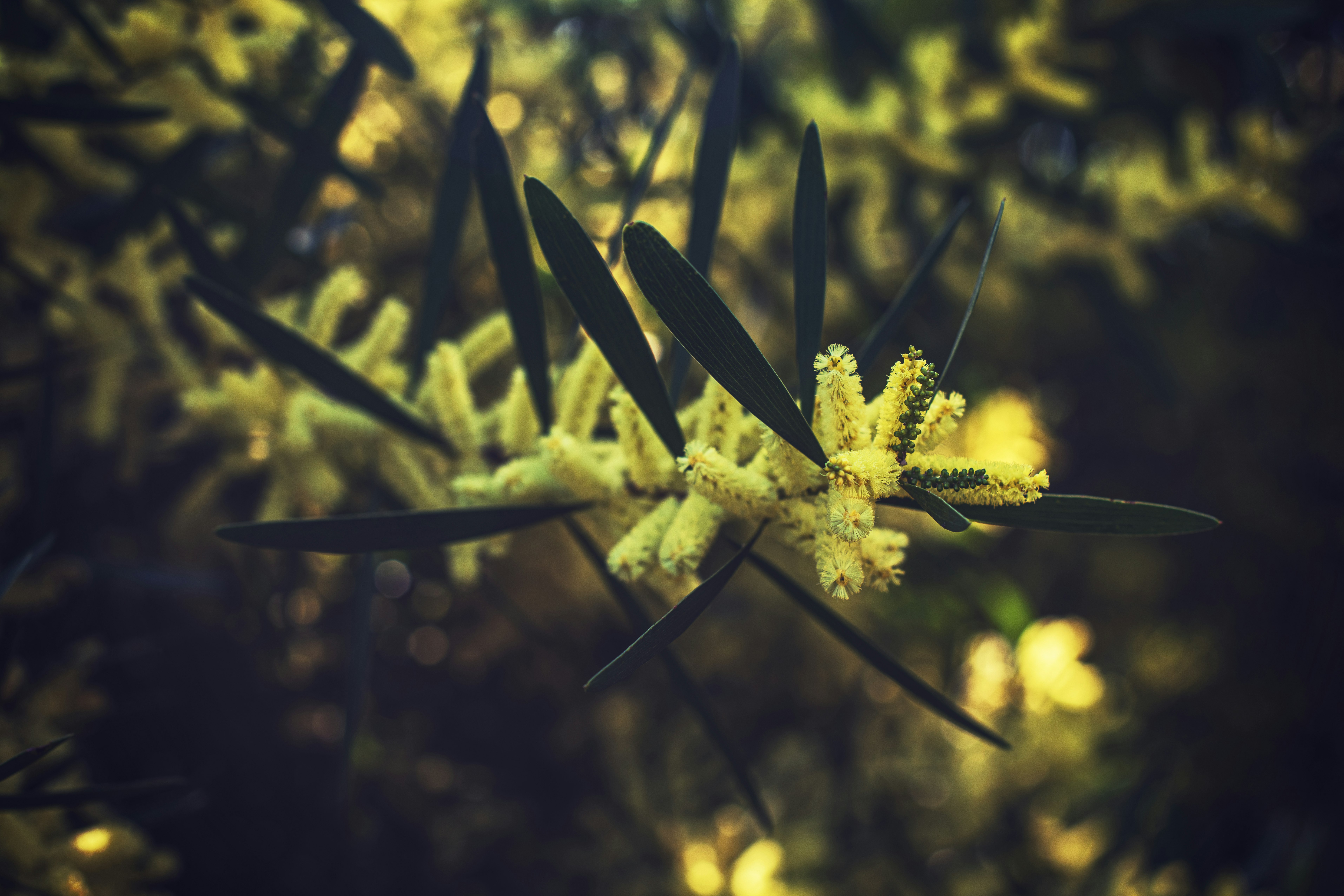 yellow flower in tilt shift lens