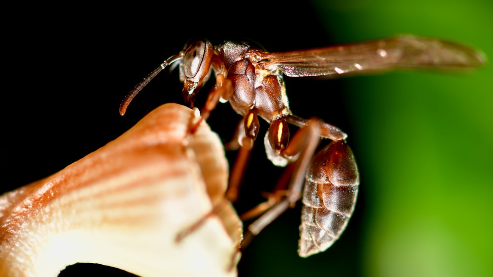 brown and black ant on white flower