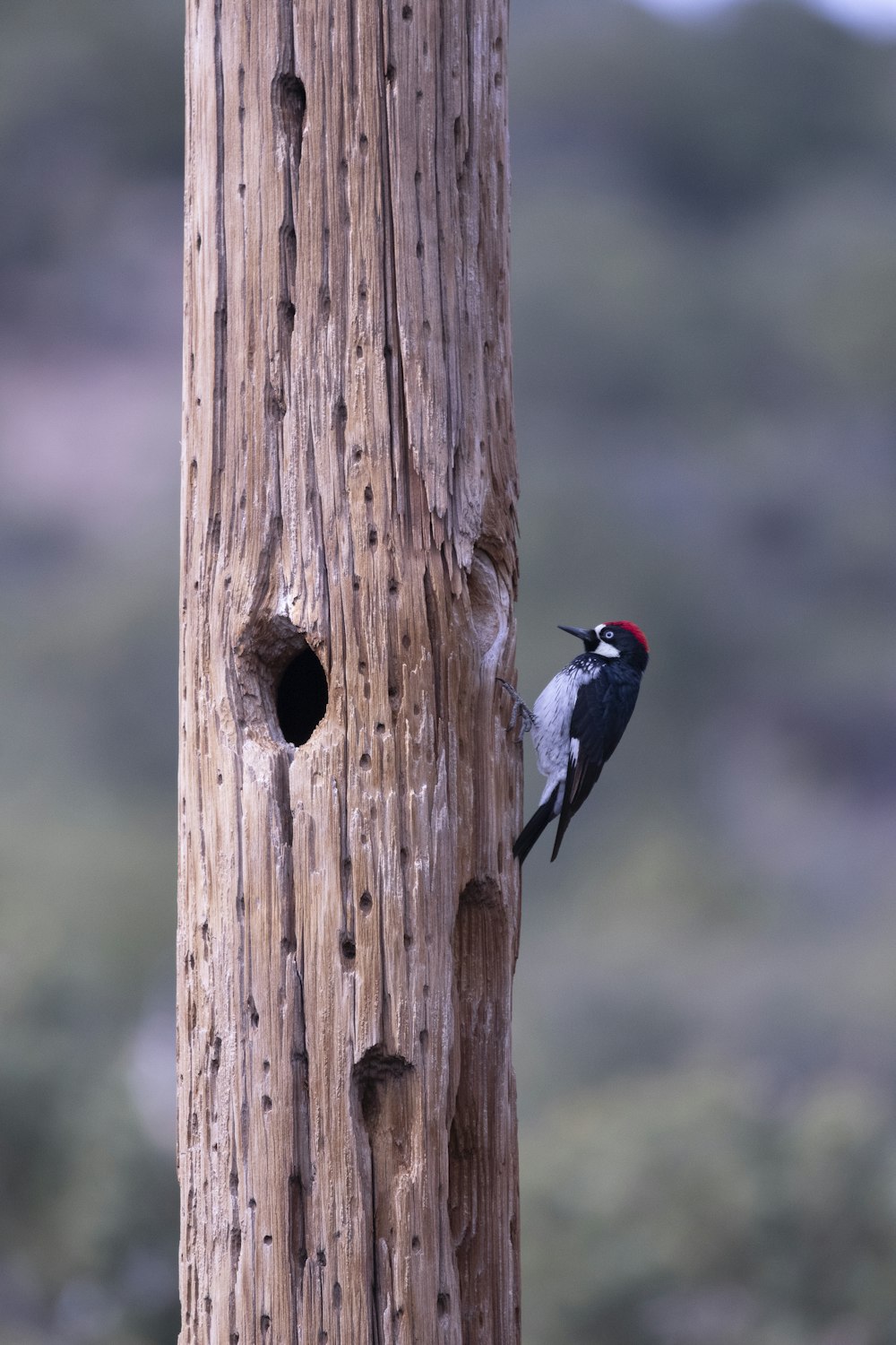 oiseau noir et blanc sur poteau en bois brun pendant la journée