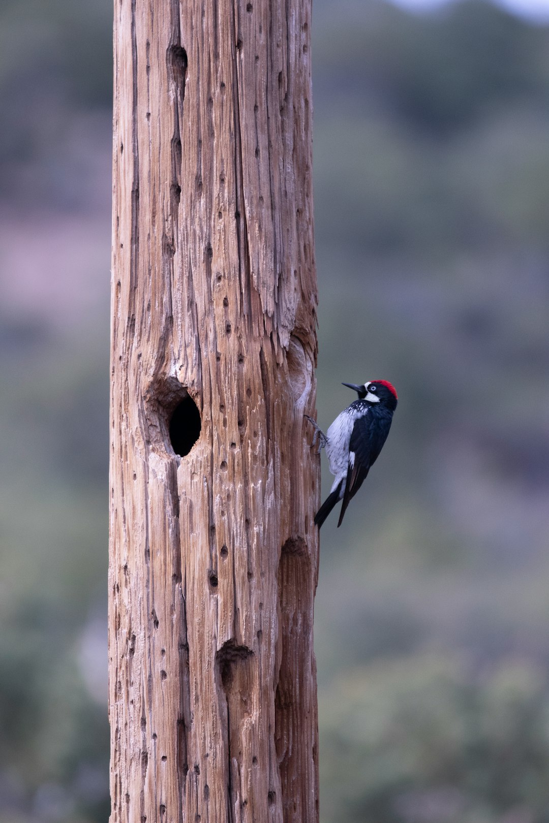  black and white bird on brown wooden post during daytime woodpecker