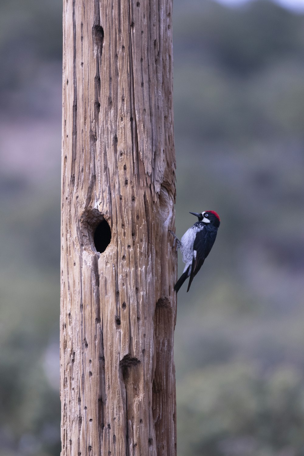 pájaro blanco y negro en poste de madera marrón durante el día