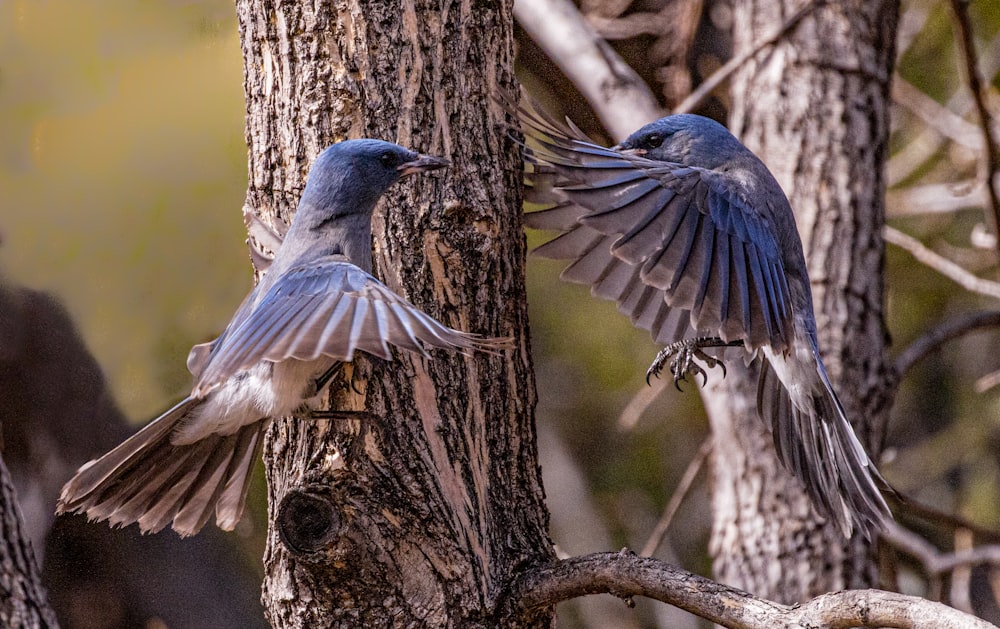 blue and white bird on brown tree branch during daytime