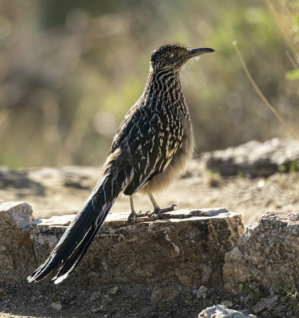 black and white bird on gray rock during daytime