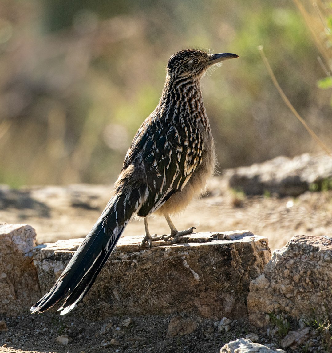 black and white bird on gray rock during daytime