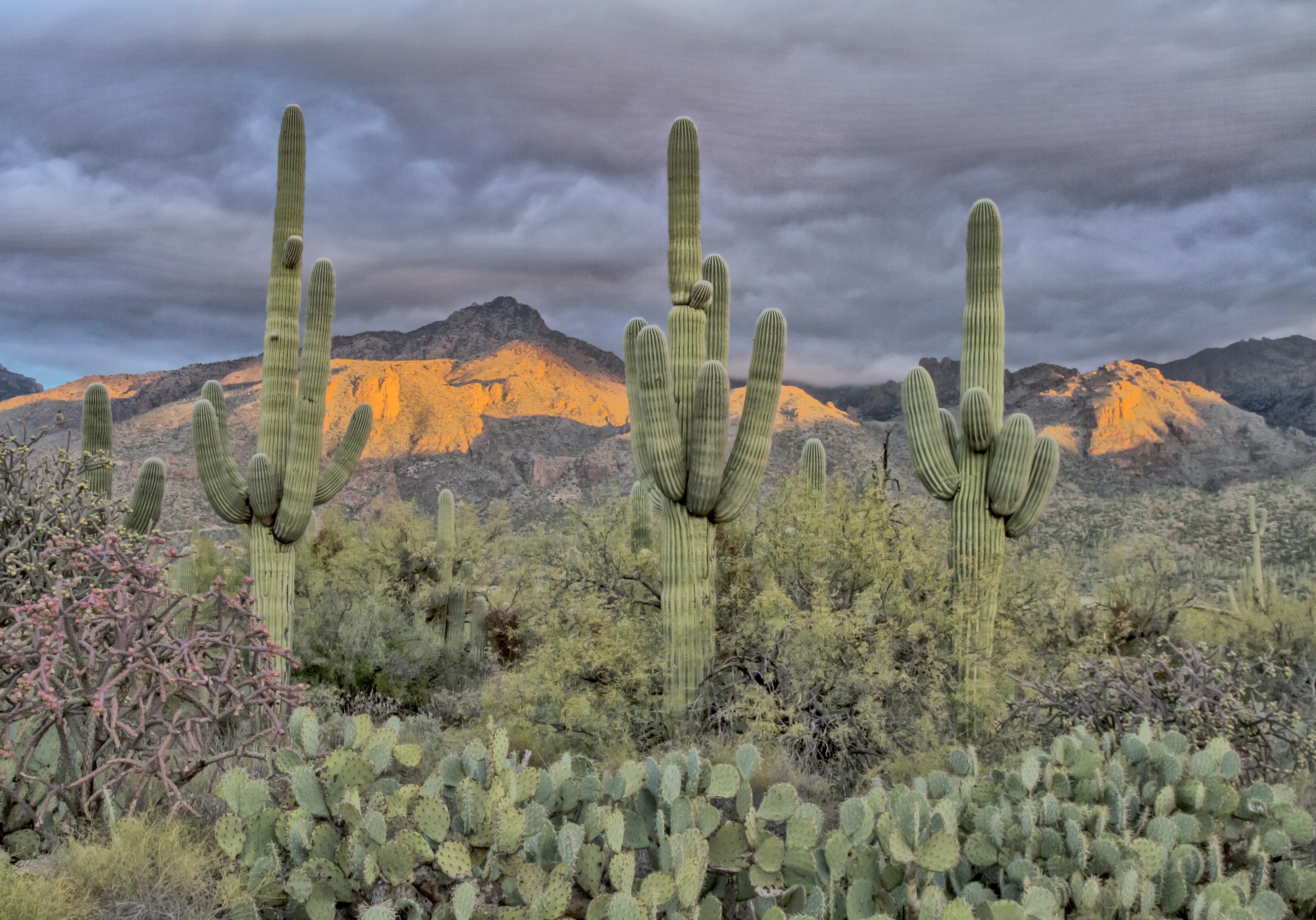 purple flowers near brown mountain under white clouds during daytime