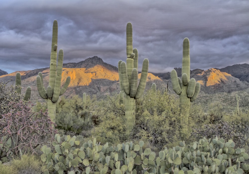 purple flowers near brown mountain under white clouds during daytime